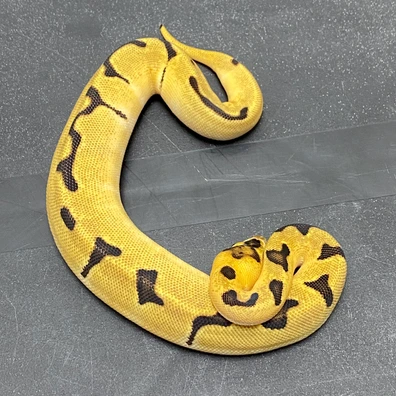 Super Enchi (Fire/Vanilla) Clown