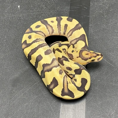 1.1 Amur Desert Ghost Ball Python - female for sale from T-Dragons