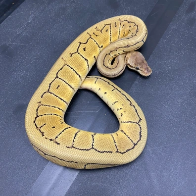 1.1 Amur/DG/VPI/Hypo Ball Python - female for sale from T-Dragons