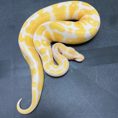 1.1 Lavender Albino 100% Het Clown Ball Python - female for sale from T-Dragons