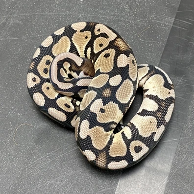 1.1 VPI/DG/Hypo Ball Python - female for sale from T-Dragons