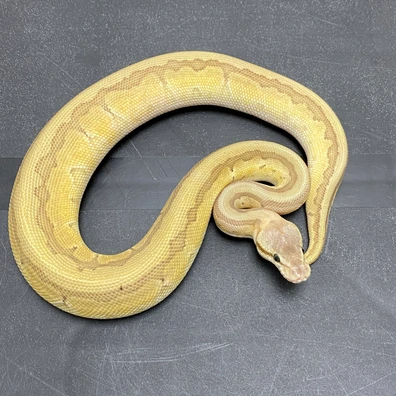 1.1 G-Stripe/DG/VPI/Hypo Ball Python - female for sale from T-Dragons