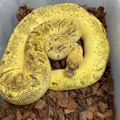 Super Enchi Lemonblast Clown 100% Het VPI Axanthic Ball Python - female for sale from T-Dragons