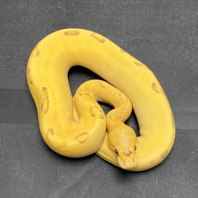 3.0 Clown/DG/VPI Ball Python - female for sale from T-Dragons