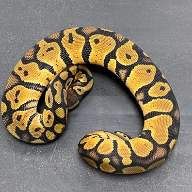 1.1 NR Mandarin/Desert Ghost Ball Python - female for sale from T-Dragons