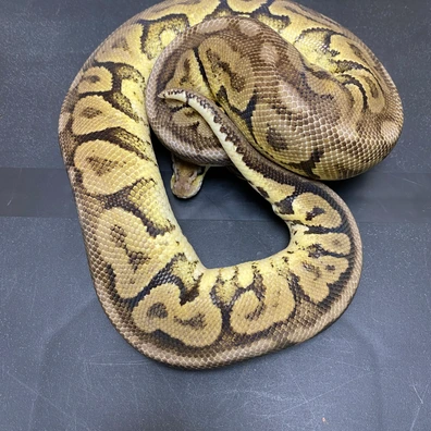 Pewter Spotnose 100% Het Lavender Albino Ball Python - female for sale from T-Dragons