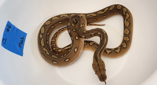 Phantom Sunfire Reticulated Python by Talligators