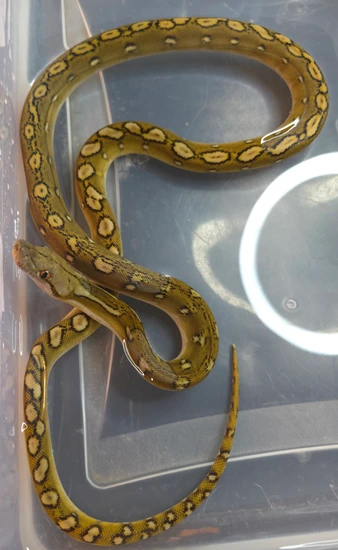 Phantom Sunfire Reticulated Python by Talligators