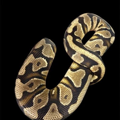 Yellow Belly Het Clown Pos Other Gene
