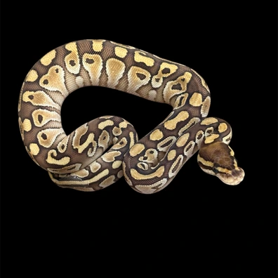 Butter Het Clown Ball Python - female for sale from Tanakas_exotics