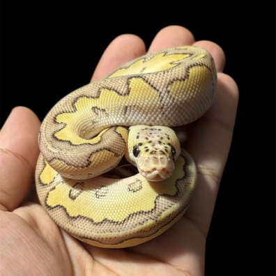 Pastel Butter Leopard Clown Ball Python - male for sale from Tanakas_exotics