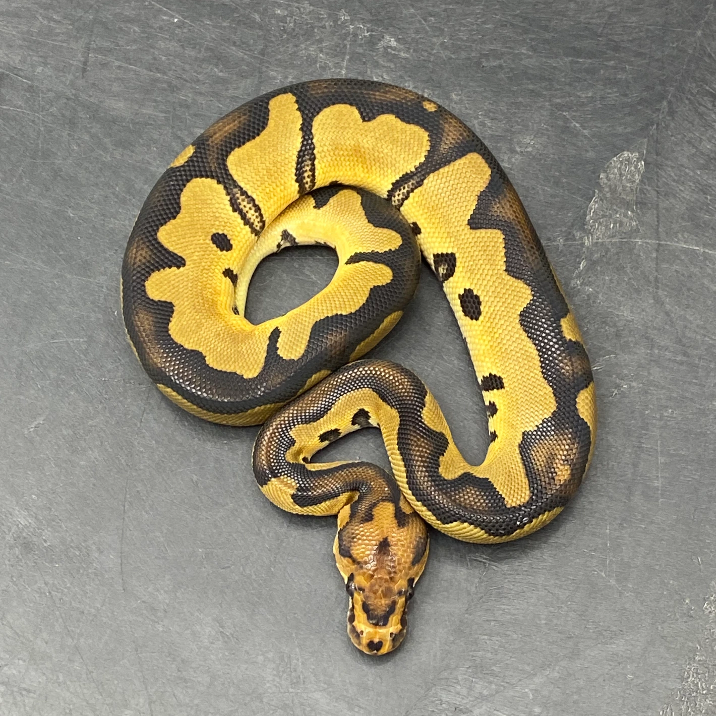 Chocolate Python Morph Chocolate Blade Clown DH Hypo DG Ball Python by TC Morphs