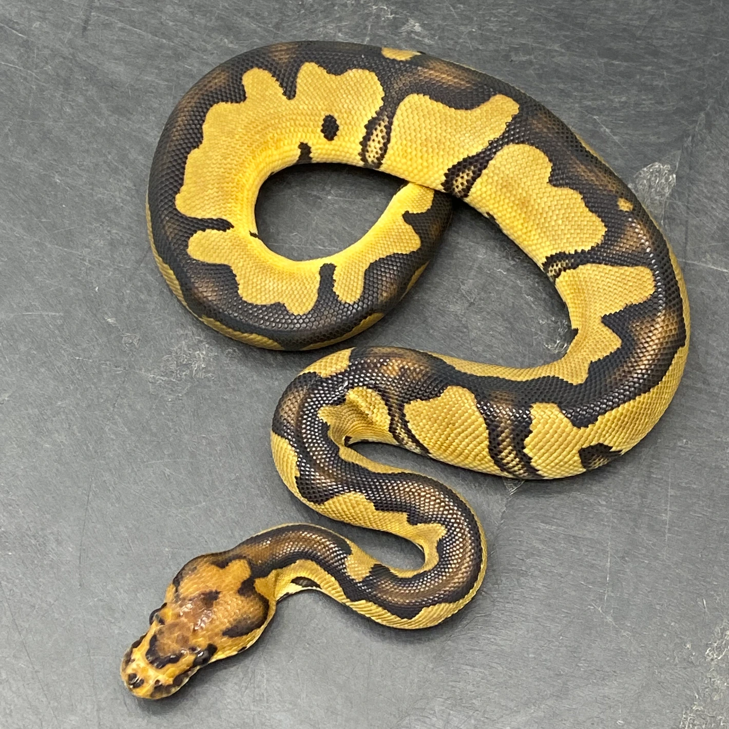 Ball Python Blade Morph Chocolate Blade Clown DH Hypo DG Ball Python by TC Morphs