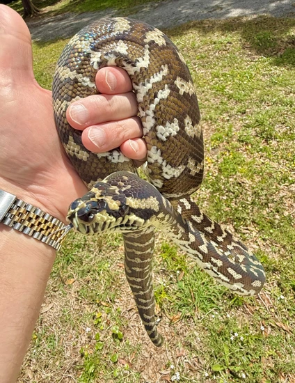 Carpet Python Pattern Less Brown 2018 Male Papuan Carpet Python (Het. Axanthic, Proven Breeder) Irian ...