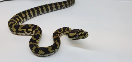 50% Jungle 50% Diamond Jungle Carpet Python by TCREPTILES