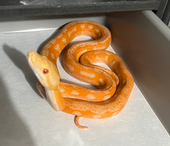 0.1 Lavender Ogs Free Shipping Reticulated Python by DNT RETICS