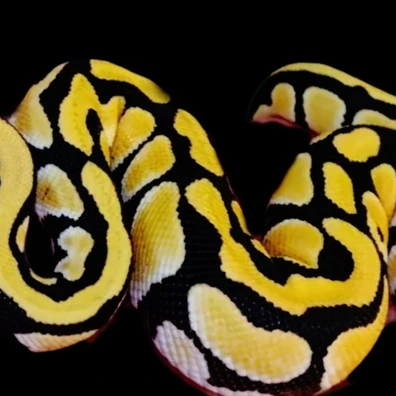 1.0 Pastel Desert Ghost Ball Python - male for sale from TDMajesticMorphs