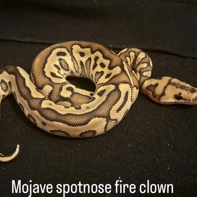 Mojave Spotnose Fire Blade Clown