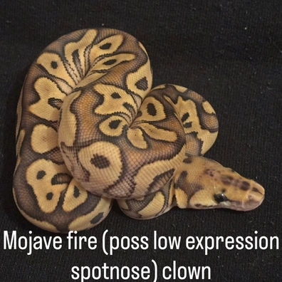Mojave Fire Clown (Poss Spotnose)
