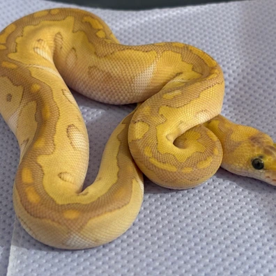 Fire Lesser Blade Clown