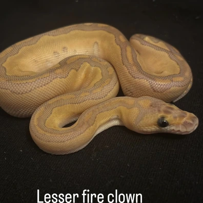 Fire Lesser Blade Clown