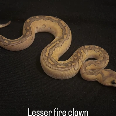 Fire Lesser Blade Clown