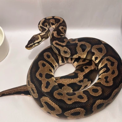 Pastel Leopard Het Clown Ball Python - female for sale from BallsdeepRoyals