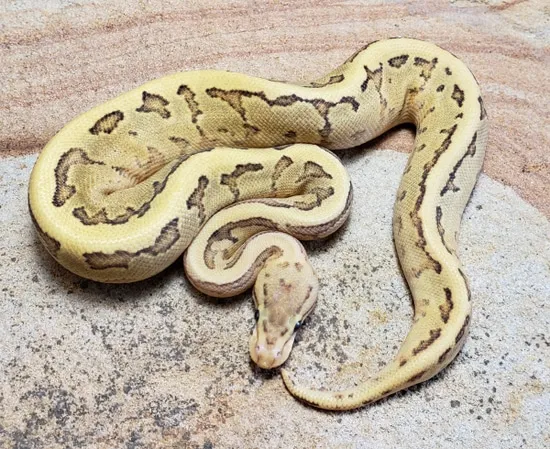 Super Disco Pinstripe Het Clown Ball Python by Susquehanna Ectotherms