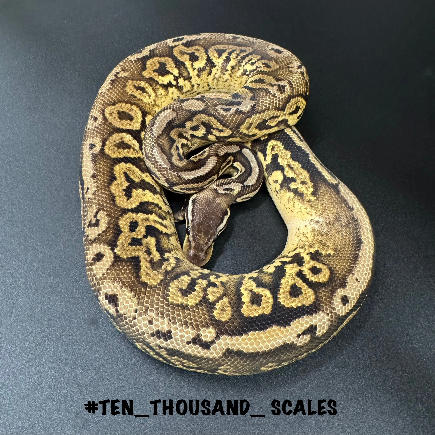 小物 if six was nine TURBAN BLK PYTHON if six was nine