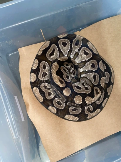 Mystic Ball Python by Feathers fins and furs
