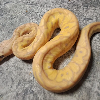 2025 Cb Banana Bongo Clown