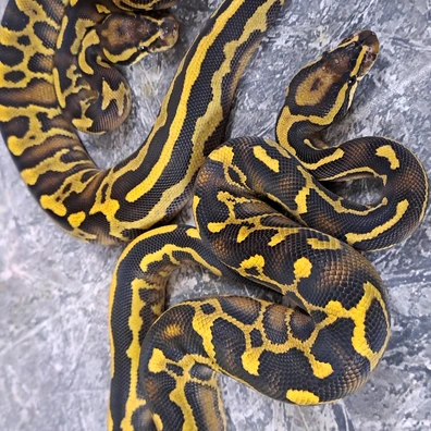 Super Asphalt Leopard Pastel