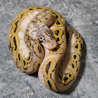 Clown Pastel Ghi Bongo