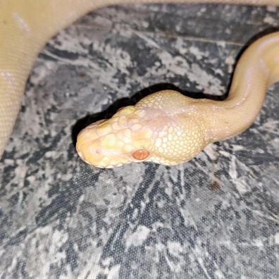 Albino Super Leopard Spider Pastel 50% Het Clown