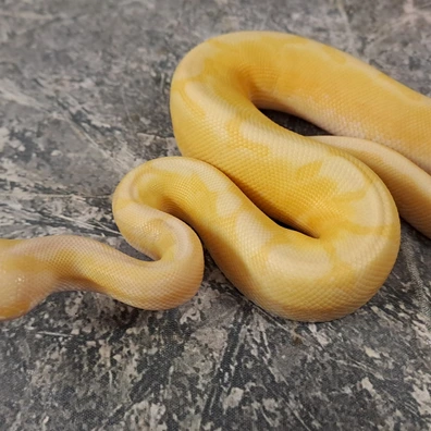 Albino Spider Het Piedbald