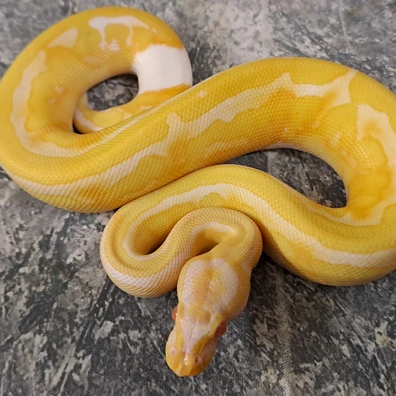 Albino Piebald 50% Het Clown