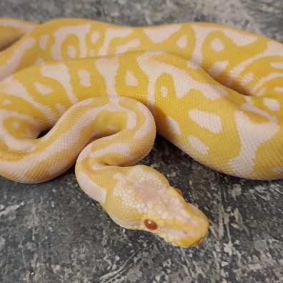 Albino Pastel Het Clown