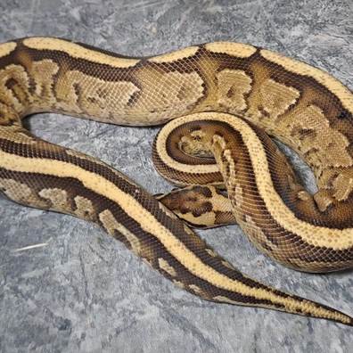 Pastel Specter Asphalt Breeding Male