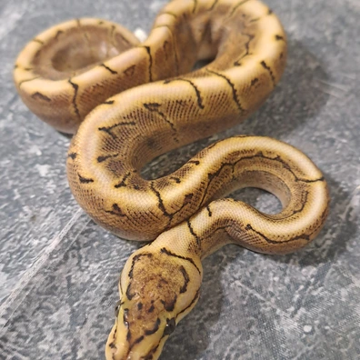 Pinstripe Spider Pastel