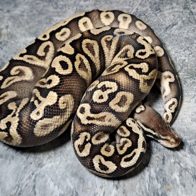 Ghi Pastel Mojave