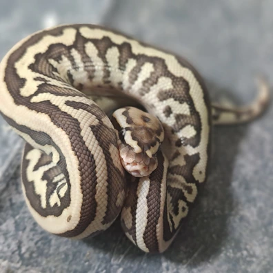 Clown Leopard Lesser Butter