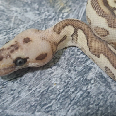 Batman Lesser Butter