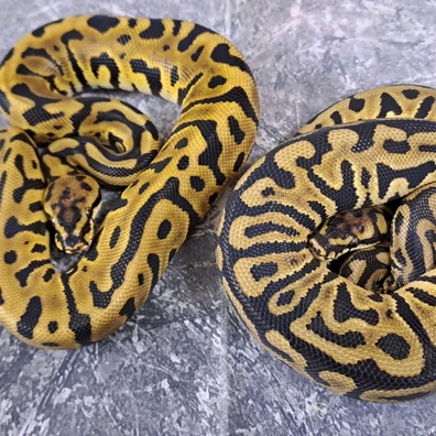 Leopard Spotnose Het Clown