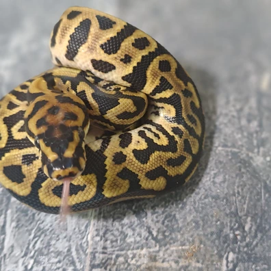 Leooard Spotnose Het Clown