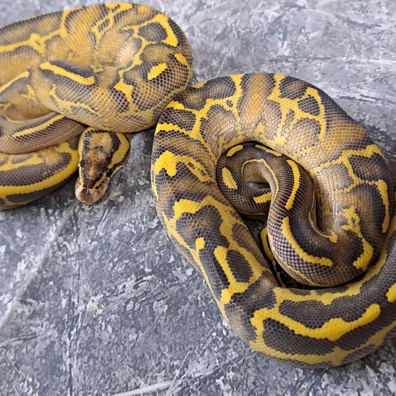 Highway Leopard Pastel