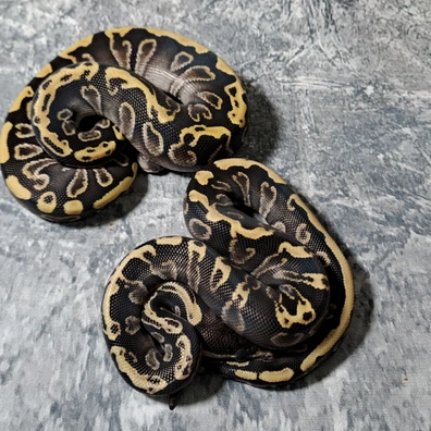 Ghi Mojave Het Candy 2 Male