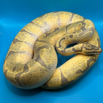 SE Fire Hypo 66% Rainbow Ball Python - female for sale from Skyline.Reptiles