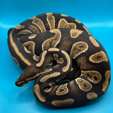 Saar 100% Pied/Ultramel Ball Python - female for sale from Skyline.Reptiles