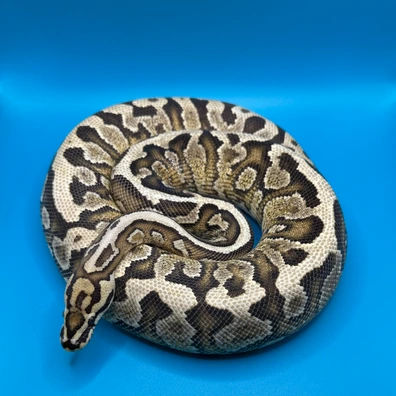 Spotnose Fire YB 100% Clown Ball Python - male for sale from Skyline.Reptiles