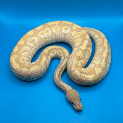 Ultramel Hypo 100% Clown Ball Python - female for sale from Skyline.Reptiles